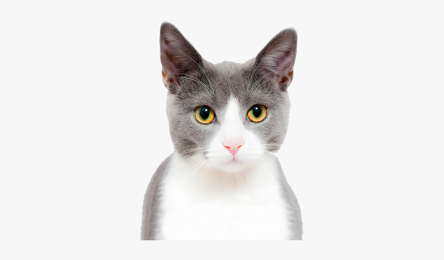 Kitten Face Png - Cute Cat On A Transparent Background, Transparent Clipart