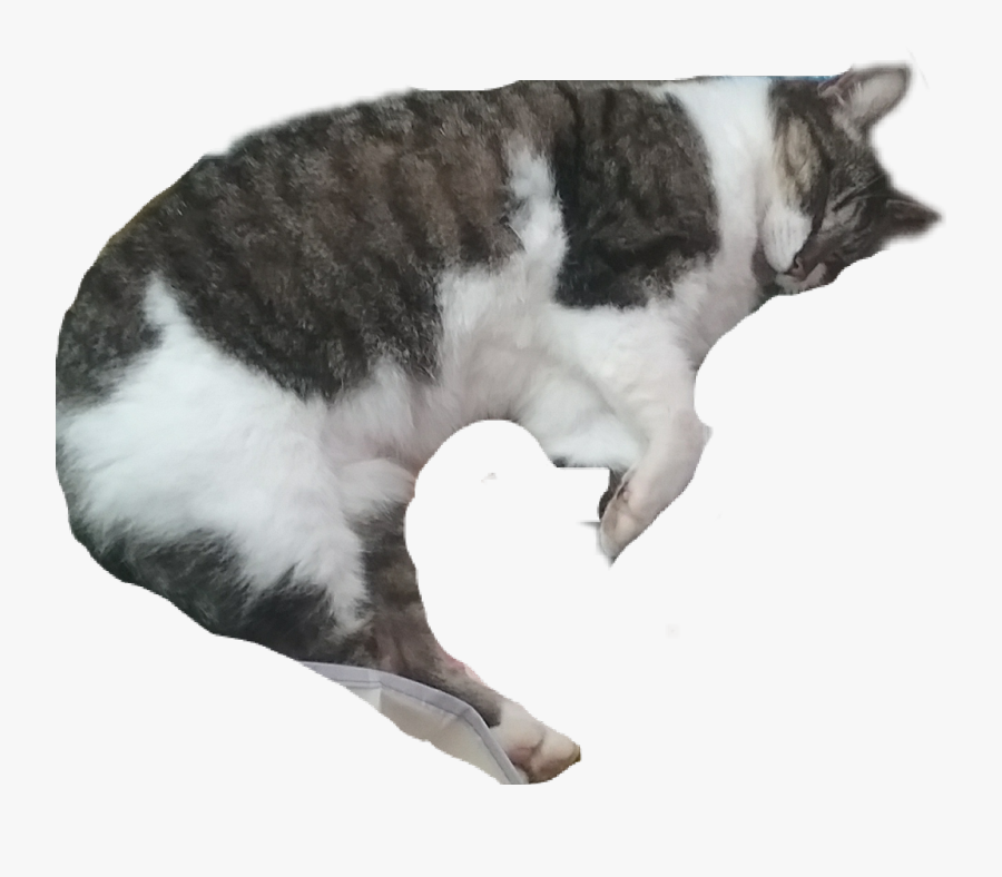 Cat Sleeping Png, Transparent Clipart