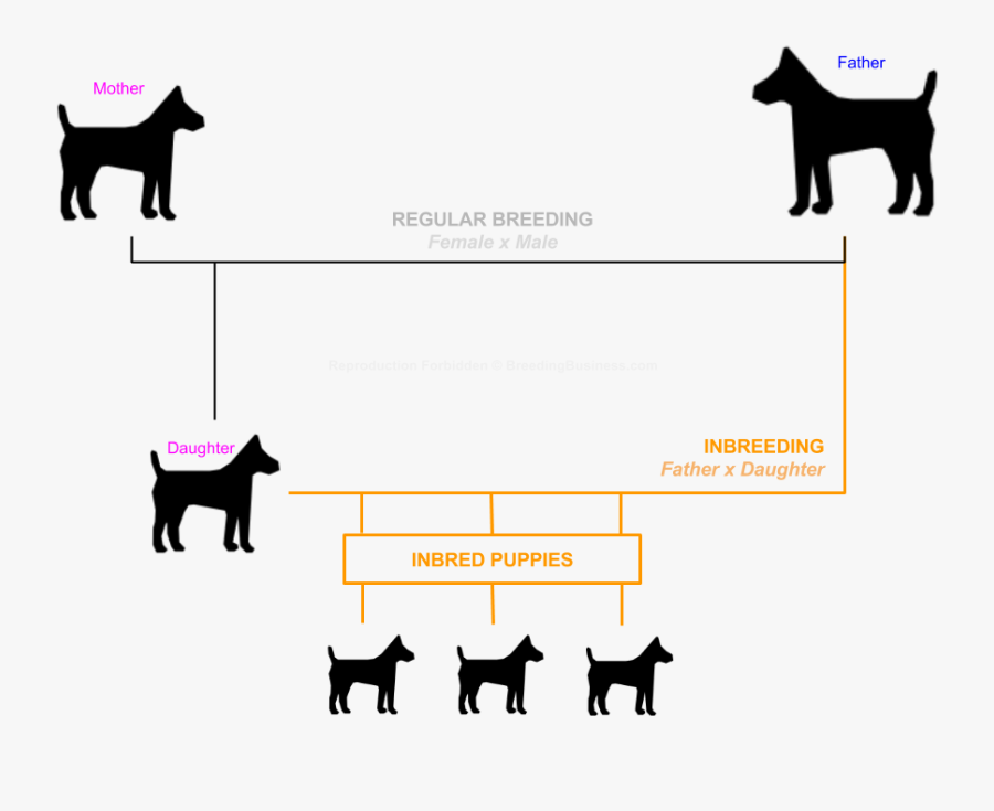 Inbreeding Definition What It - Inbreeding Dogs, Transparent Clipart