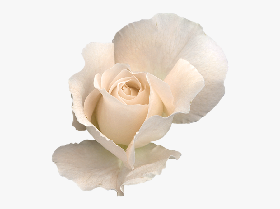 White Roses Transparent Background, Transparent Clipart