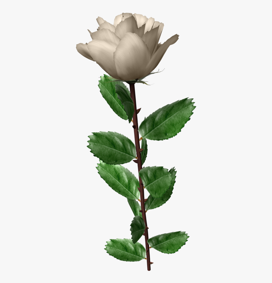 White Roses Leaf Wonderful Picture Images Png Images - White Rose Ping, Transparent Clipart