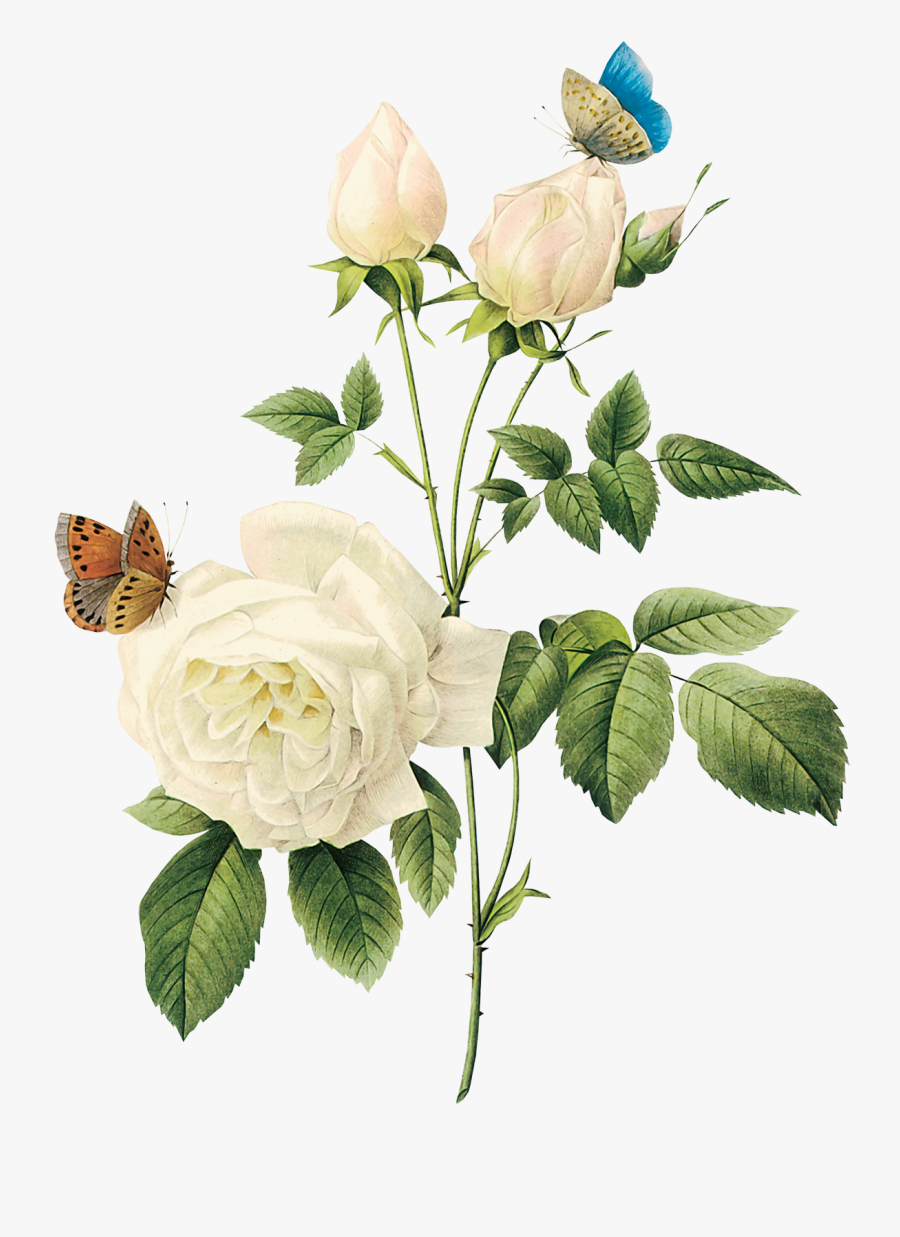 White Rose Clipart Png Format - White Rose Png, Transparent Clipart