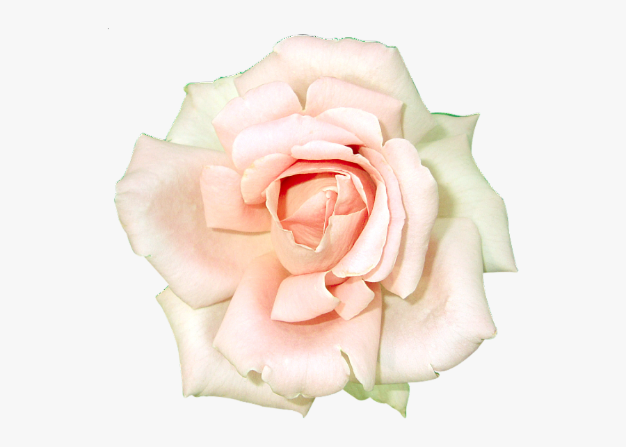 Transparent White Rose Clipart - Rose, Transparent Clipart