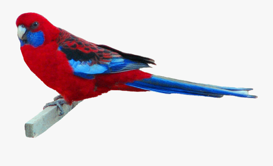 Crimson Rosella Clipart,13 Cm Wide Gif By Puzzled Pics - Crimson Rosella Transparent Background, Transparent Clipart