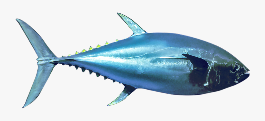 Bluefin Tuna Png, Transparent Clipart