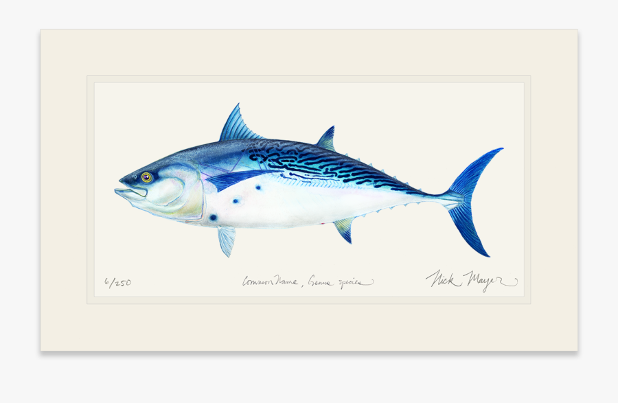 Albacore Fish, Transparent Clipart