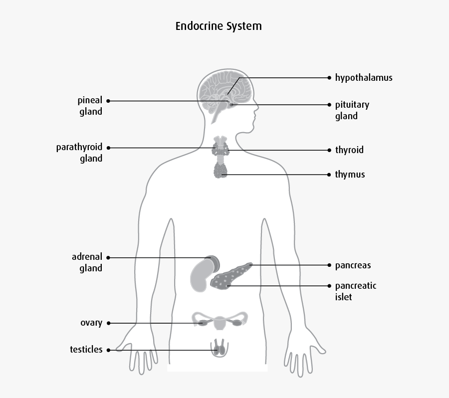 Clip Art Endocrine System Images - Empty Diagram Of The Endocrine, Transparent Clipart