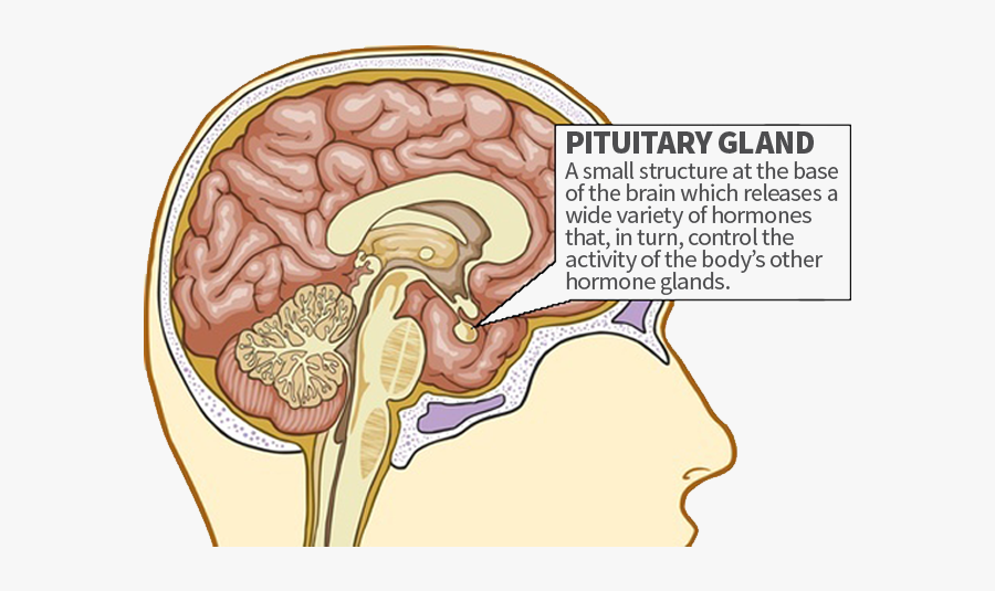 Tall Clipart Growth Hormone - Does The Pituitary Gland Do, Transparent Clipart