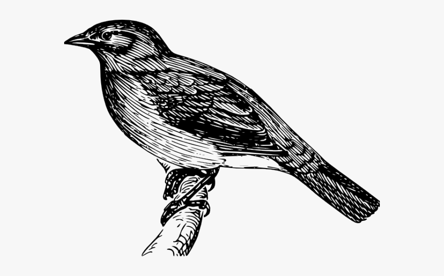 Bülbül Png, Transparent Clipart