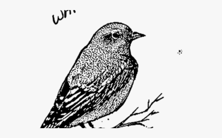 Swamp Sparrow Clipart Bird Illustration - Bird Line Art, Transparent Clipart