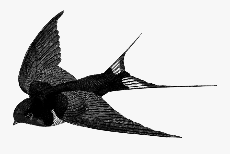 Portsmouth Bird Barn Swallow Sparrow - Swallow No Background, Transparent Clipart