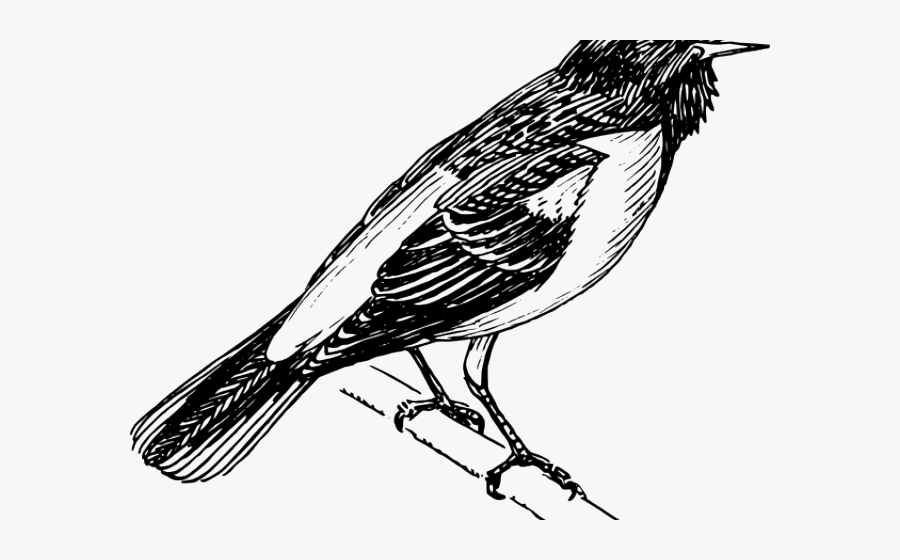 Baltimore Oriole Png, Transparent Clipart