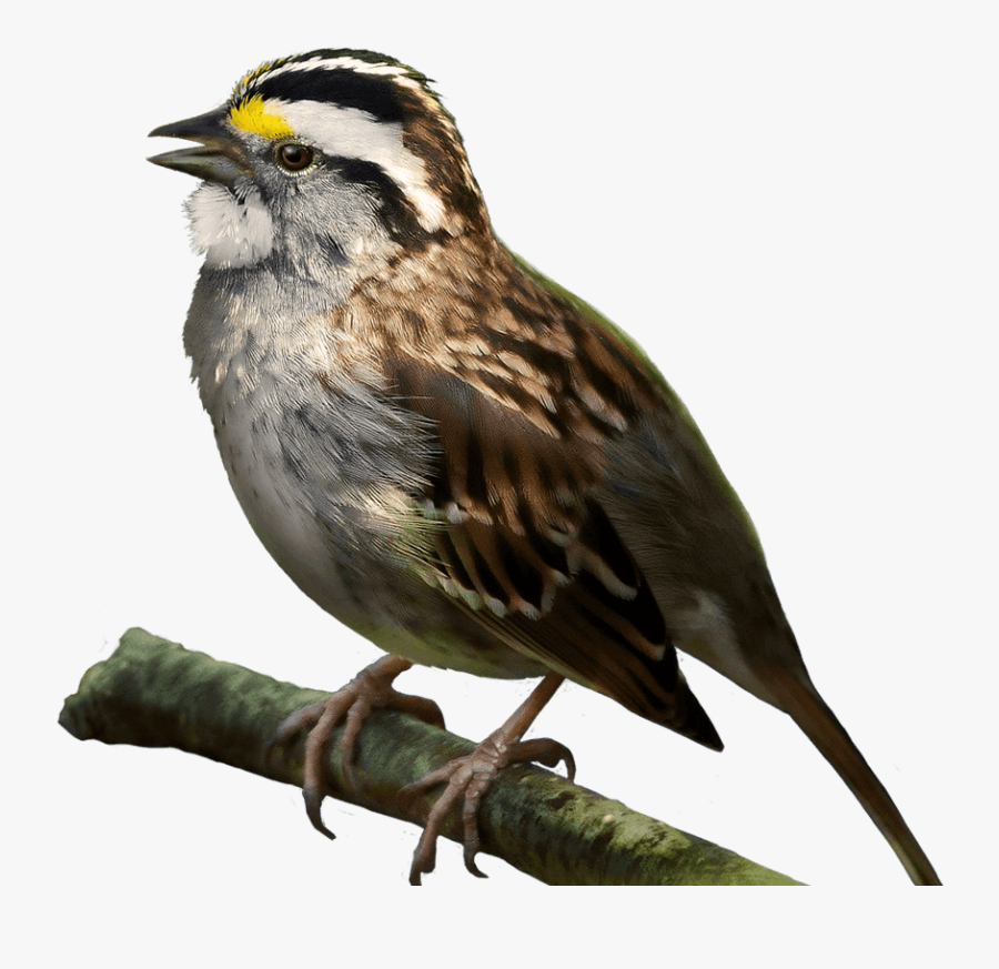 Transparent Sparrow Png - White Throated Sparrow Png, Transparent Clipart