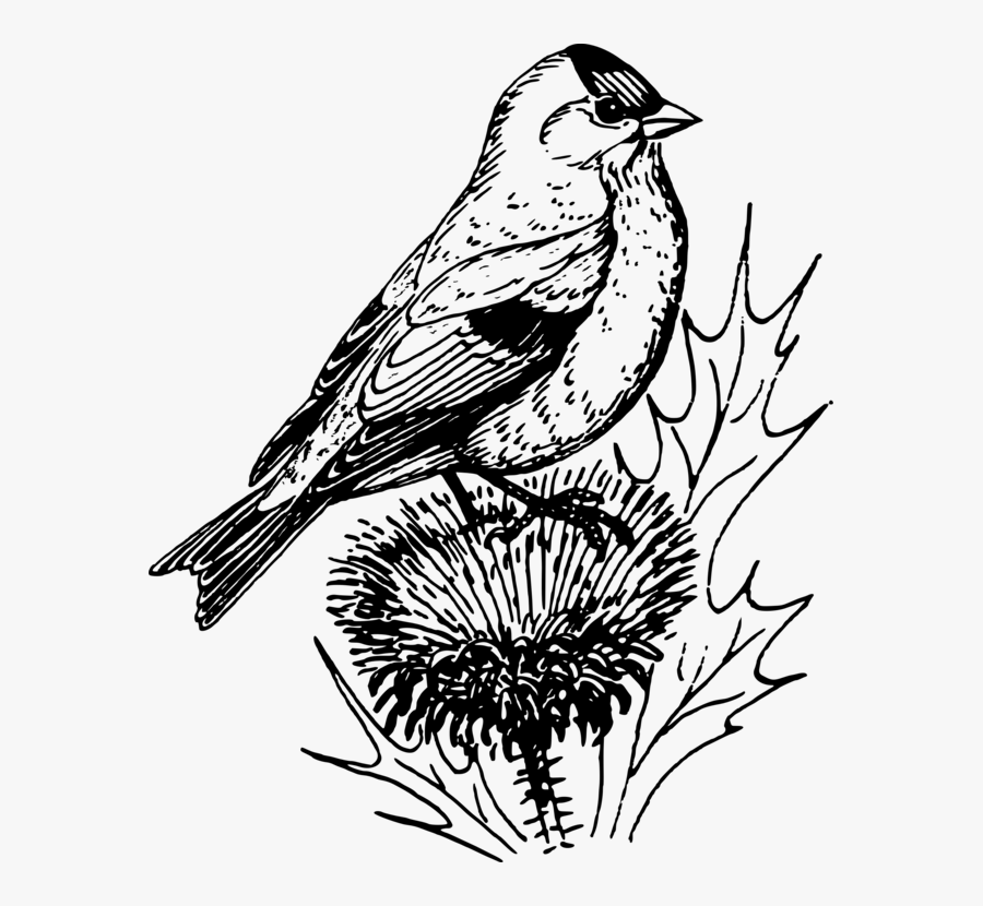 Art,sparrow,monochrome Photography - Black And White Goldfinch Clipart, Transparent Clipart