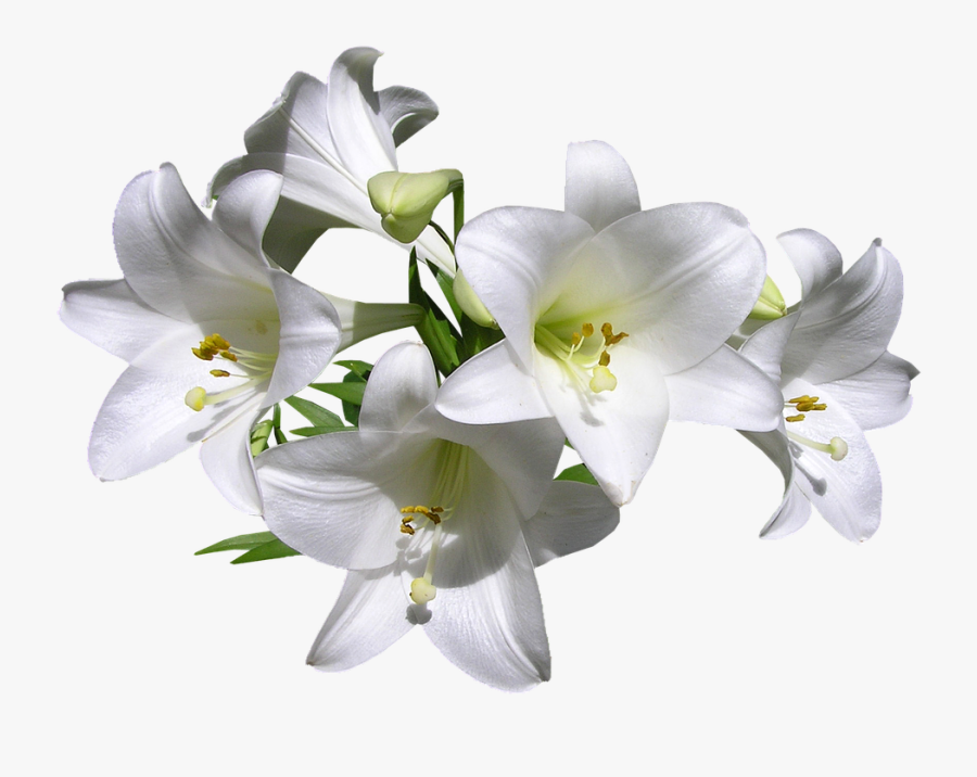 Transparent Lily Png - Transparent Background White Lilies, Transparent Clipart