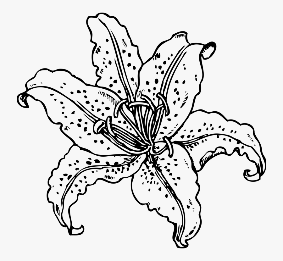 Symmetry,monochrome Photography,petal - Stargazer Lily Coloring Page, Transparent Clipart