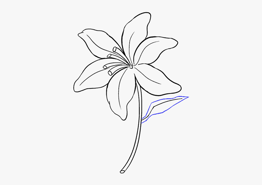 Clip Art Drawing Lilies - Simple Lily Drawing, Transparent Clipart