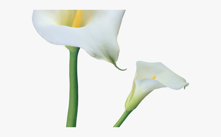 Lily, Transparent Clipart