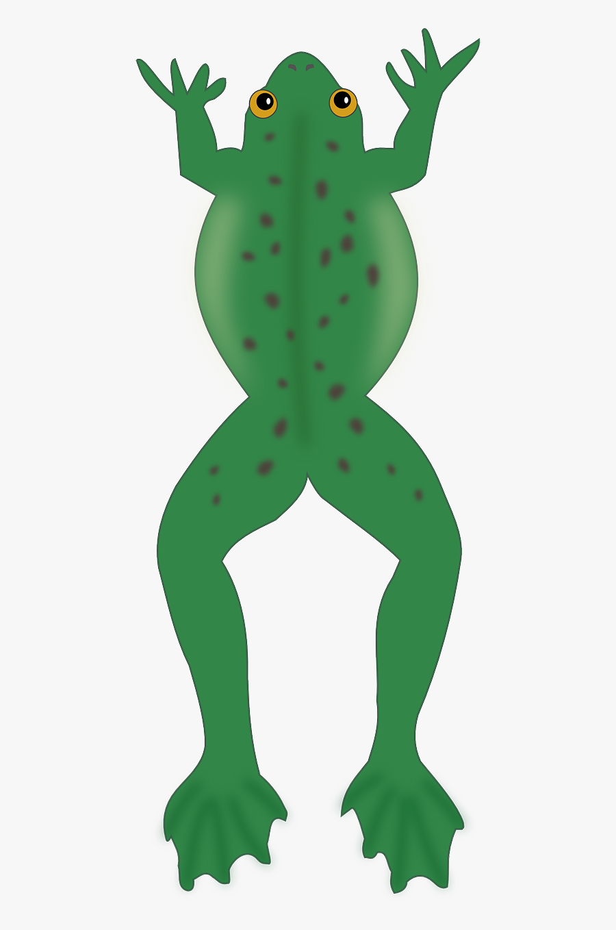 Frog Amphibian Animal Free Picture - Frog Image Cartoon Top View, Transparent Clipart