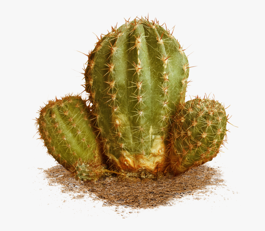 Wild Cactus Png, Transparent Clipart