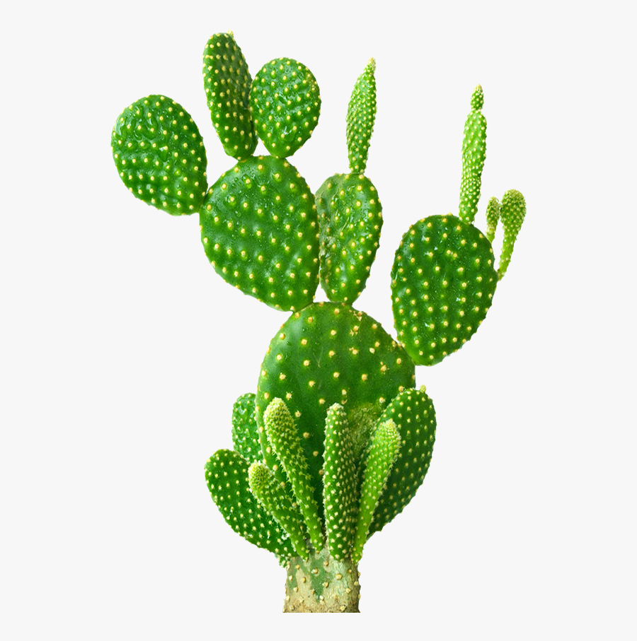 Cactus, Latin American Banking Data - Cactus Extract, Transparent Clipart