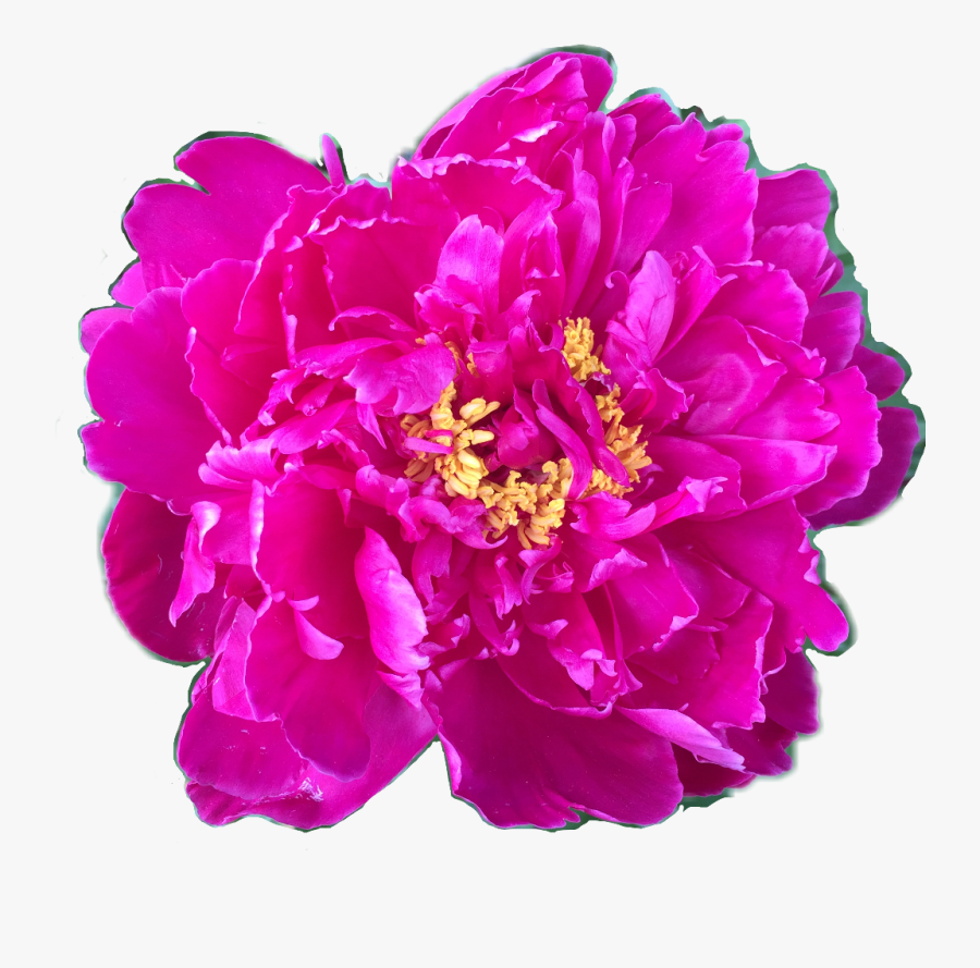 #flower #floral #peony #peonies #fuschia #yellow #pink - Common Peony, Transparent Clipart