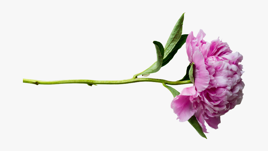 Transparent Vector Clipart Psd - Flower On Transparent Background, Transparent Clipart