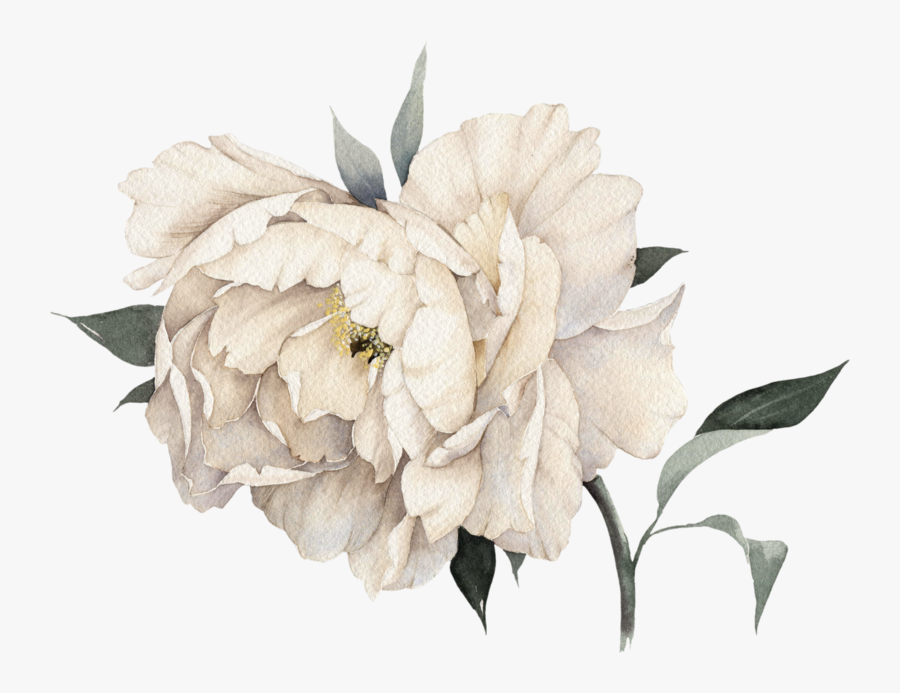 White Peony Watercolor Png, Transparent Clipart