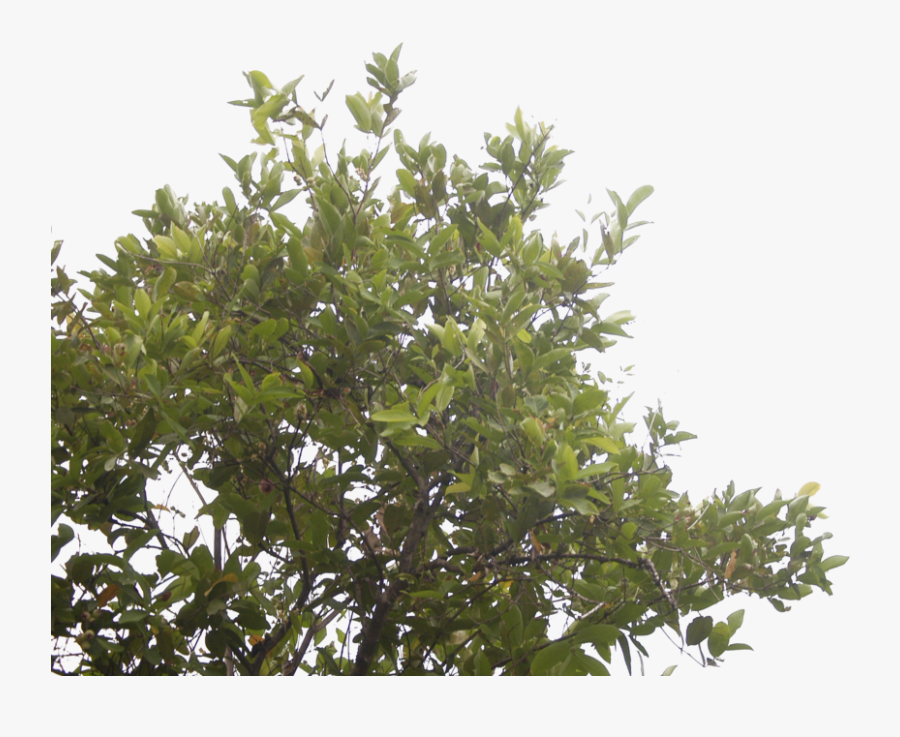 The Rose Apple Tree By Blur Stock - Transparent Blur Tree Png, Transparent Clipart