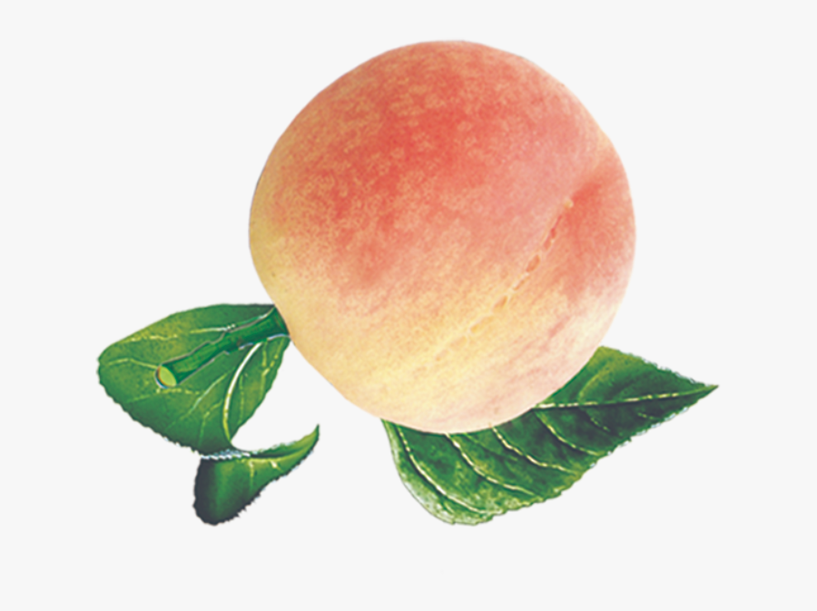 Clip Art Peaches Wallpaper - Apricot, Transparent Clipart