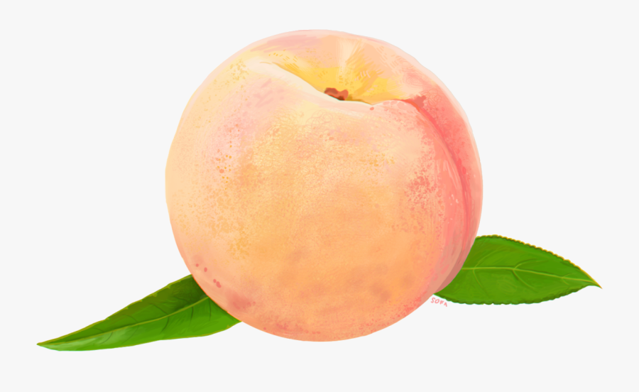 Peach Png Transparent Images - Watercolor Peach Transparent Background, Transparent Clipart