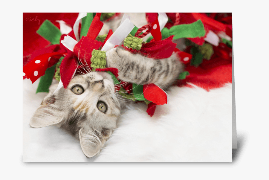 Christmas Kitten Png - British Shorthair, Transparent Clipart