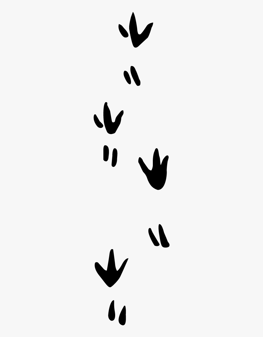 Armadillo Tracks, Transparent Clipart