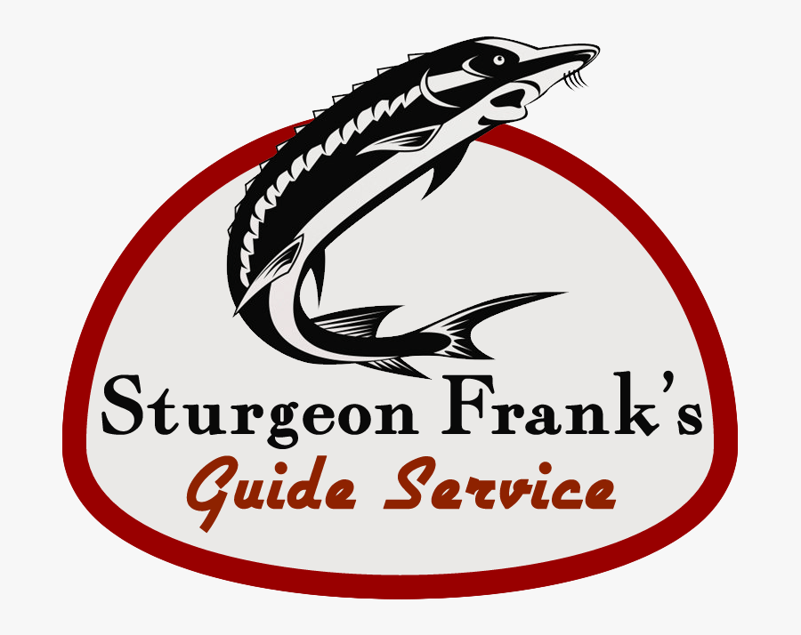 Trout Clipart Sturgeon Fish - Sturgeon Logo, Transparent Clipart