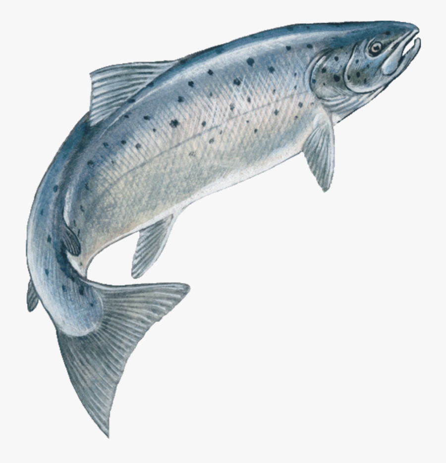 Transparent Fish Skeleton Png - Salmon Fish Png, Transparent Clipart