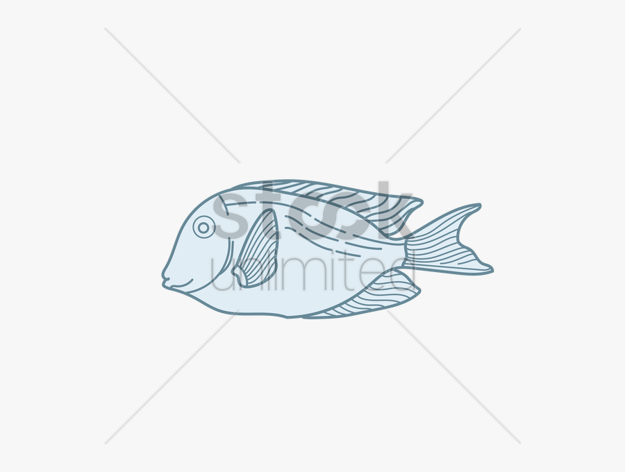 Fish Vector Image - Pacific Sturgeon, Transparent Clipart