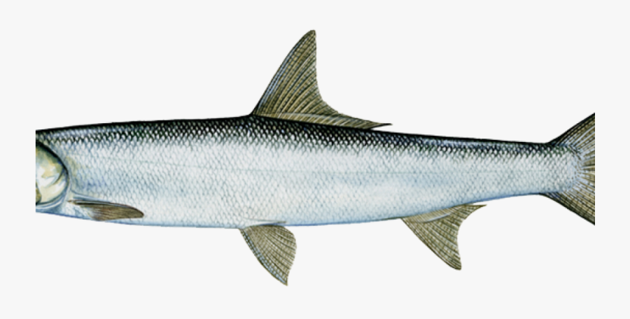 Transparent 9 Ball Png - Lady Fish, Transparent Clipart