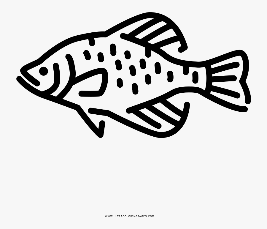Black Crappie Freshwater Fish Fresh Water Clip Art - Crappies, Transparent Clipart