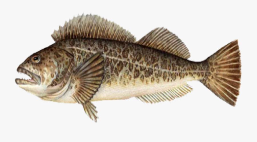 Lingcod Port Orford Seafood - Largemouth Bass, Transparent Clipart