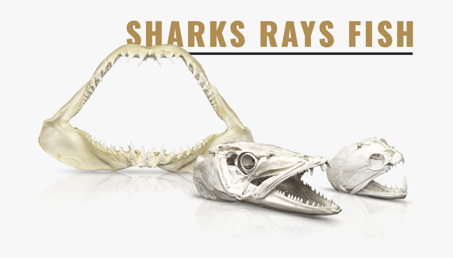 Clip Art Armadillo Skeleton - Handbag, Transparent Clipart