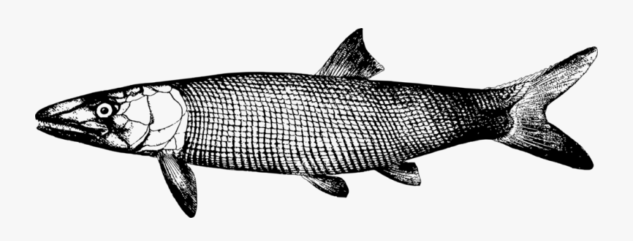 Fish, Transparent Clipart