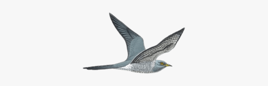 Flying Cuckoo Drawing - Cuckoo Flying, Transparent Clipart