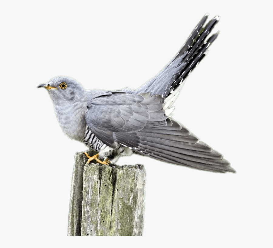 Cuckoo On A Wooden Pole - Cuckoo Bird Clear Background, Transparent Clipart