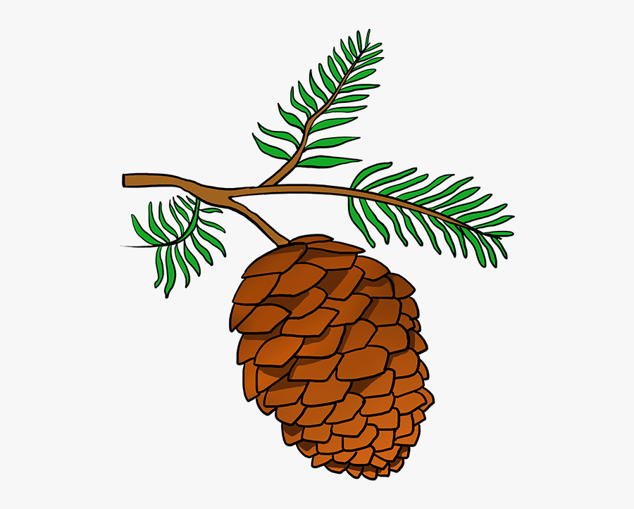 How To Draw Pinecone - Pine Cone Drawing Easy, Transparent Clipart