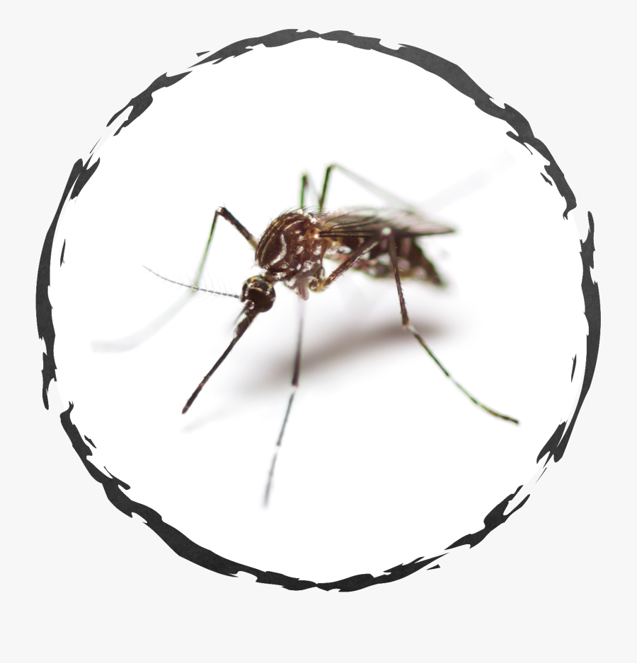 Transparent Mosquito Png - Indiana Mosquito Meme, Transparent Clipart