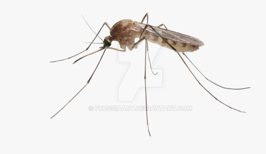 Insect Mosquito On A Transparent Background - Mosquito Transparent Background, Transparent Clipart
