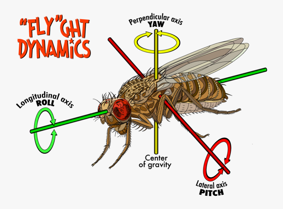 Clip Art Fruit Fly Flight The - Structure Of Fruit Fly, Transparent Clipart