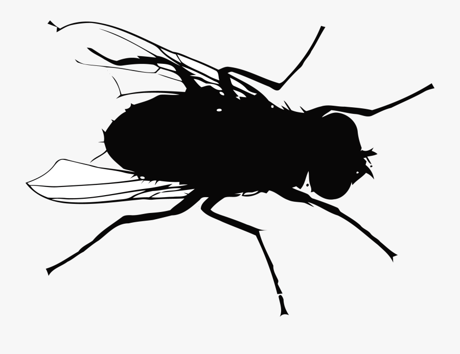 Fly Mosquito Flight - Fly Silhouette Png, Transparent Clipart