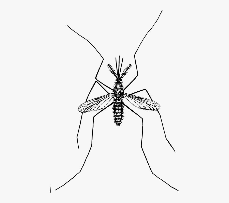 Mosquito, Insect, Bug, Pest, Malaria, Parasite, Disease - Mosquito Clipart No Background, Transparent Clipart