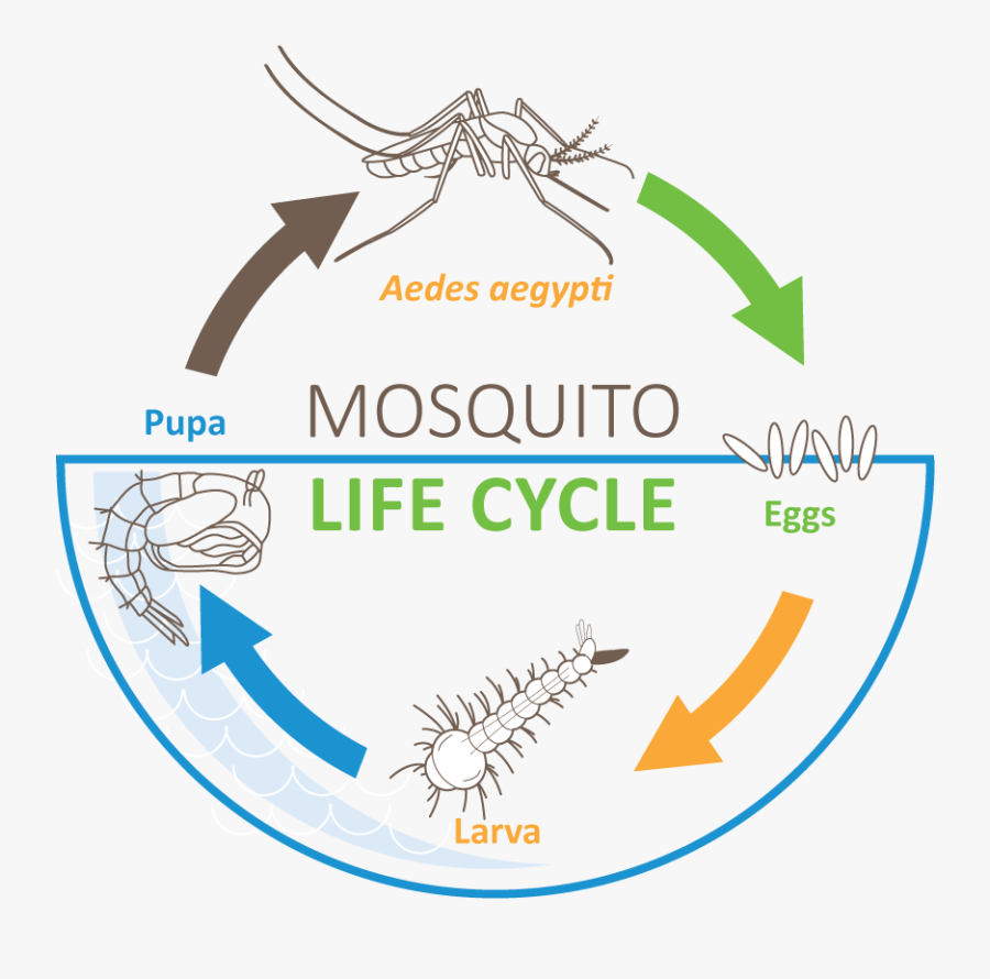 Circle, Transparent Clipart